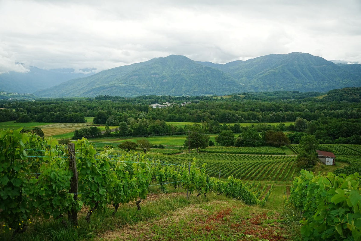 Crémant de Savoie 2025 - 法國 薩瓦 (氣泡酒)
