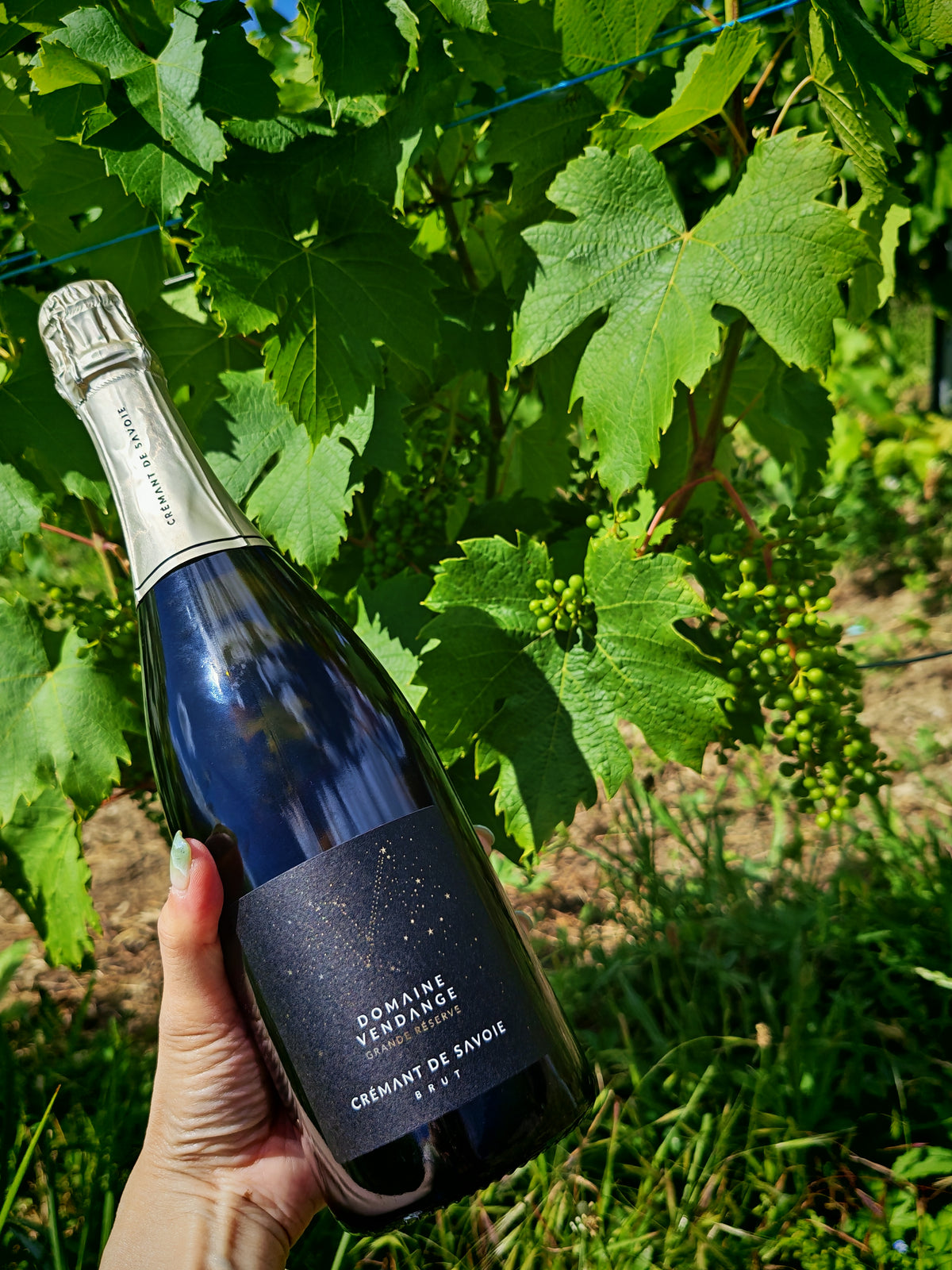 Crémant de Savoie 2025 - 法國 薩瓦 (氣泡酒)